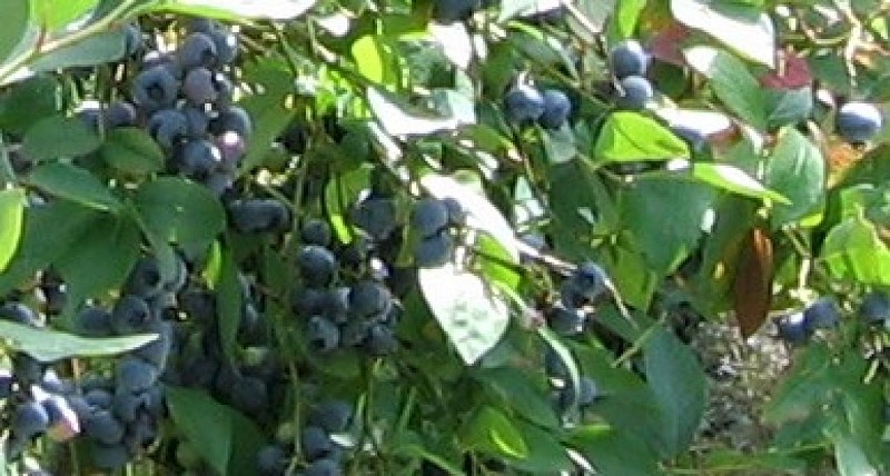 Ferme des Petits Fruits_2