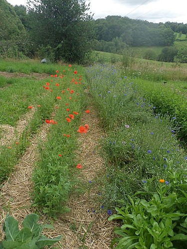 GAEC Un petit bout de Nature Le Verger de la Lune et les Fées Cueillettes_2