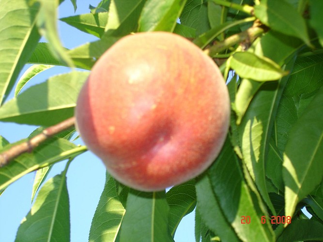 Les Vergers de Meilhac