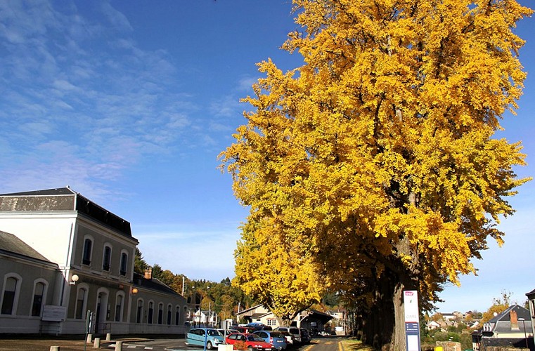 SAINT SULPICE LAURIERE Gingko jaune © CBC (2)
