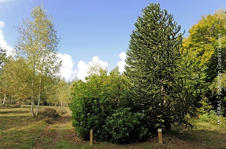 Arboretum de Chabrières