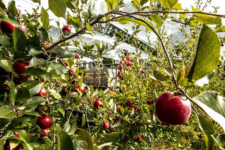 Le Verger de Vergnas