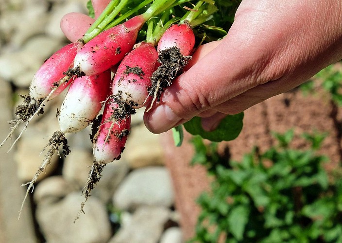 EARL Terre de Ciel - Organic fruits, vegetables, lamb, eggs, and bread