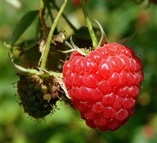 Framboises_3