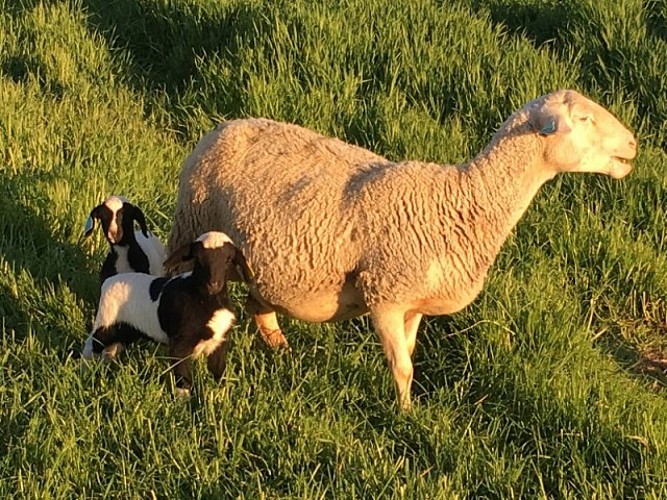 Ferme EARL Pécout à Château-Chervix_2