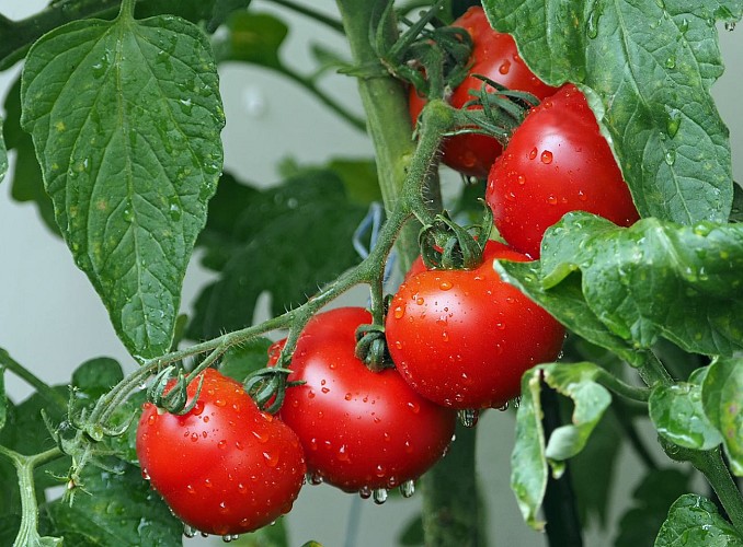 Tomates_2