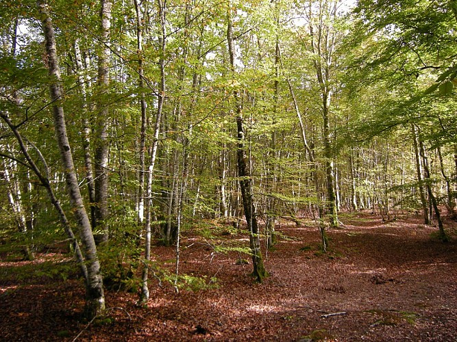 Wald "La Forêt de la Drouille"