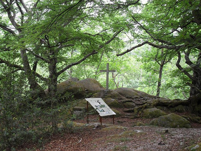Wald "La Forêt de la Drouille"