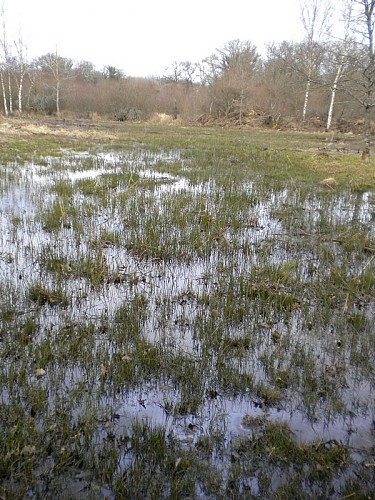 Marais de Chamborêt