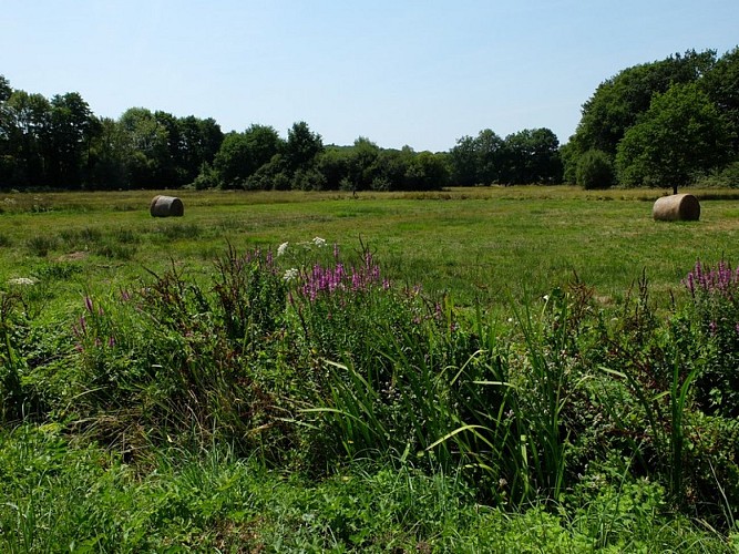 Marais de Chamborêt