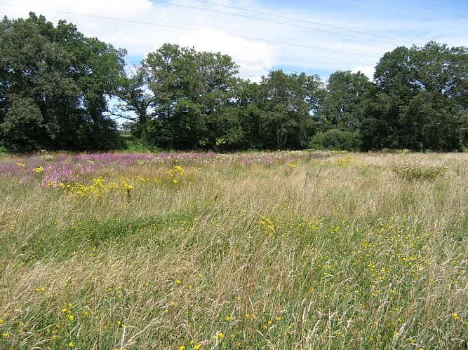 Marais de Chamborêt_1