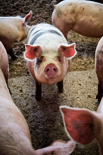 Producteur de bon goût