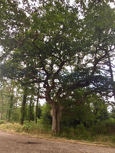 L'Arbre aux poules_2