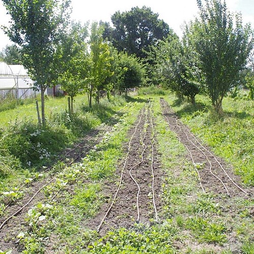 Ferme-bio-St-Martin-de-Gurson-champs-légumes-sirtaqui
