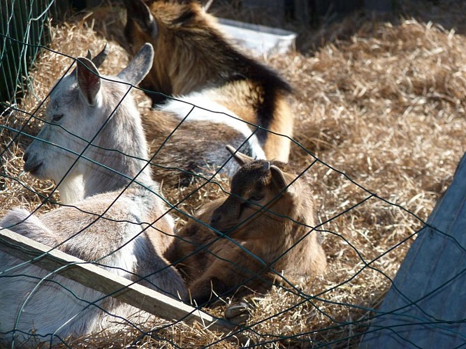 Conchez de béarn Yourtes Coccinelles crédit SMT NB (18)
