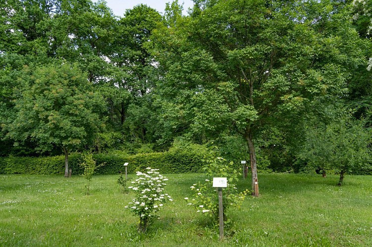 Réserve Naturelle des Pâtis d'Oger et du Mesnil-sur-Oger - Parcours sportif et Arboretum du Mesnil-sur-Oger