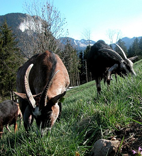 La Ferme du Petit Mont