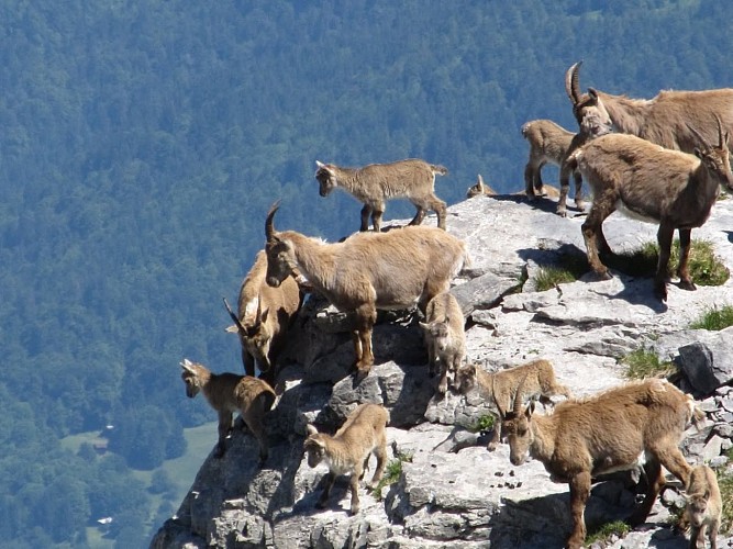 Samoëns Guides' Company