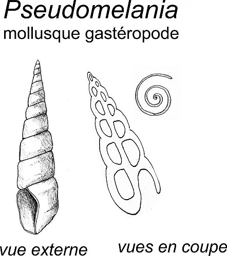 Des coquilles du gastéropode Pseudomelania
