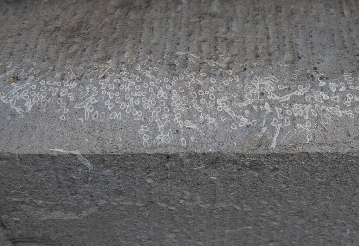 Des colonies de coraux rugueux et tabulés