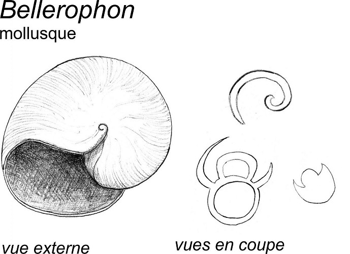 Des coquilles de gastéropodes