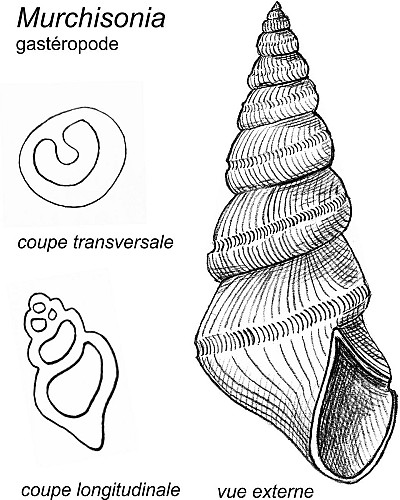 Des coquilles de gastéropodes