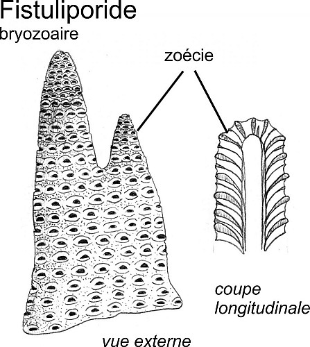 Des bryozoaires fistuliporides