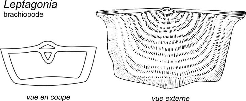 Des crinoïdes et des coquilles de brachiopodes