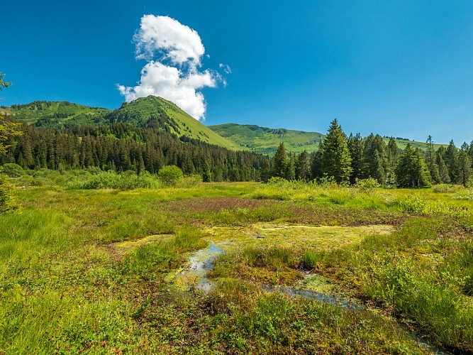 Het veen van Sommand