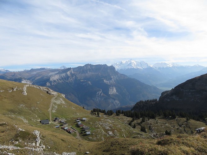 Vormy's Alpine Pasture