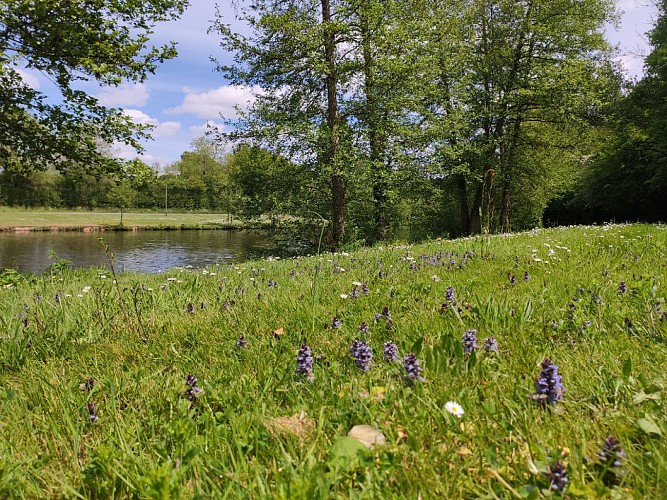 Plan d'eau de la Fontaine aux Merles