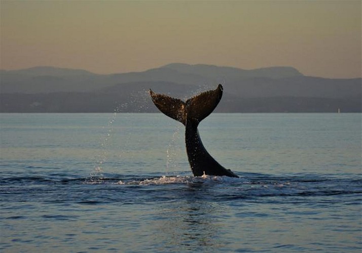 Transfert en bateau de Victoria à Vancouver & Observation des baleines (aller simple)