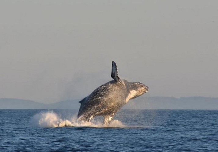 Transfert en bateau de Victoria à Vancouver & Observation des baleines (aller simple)
