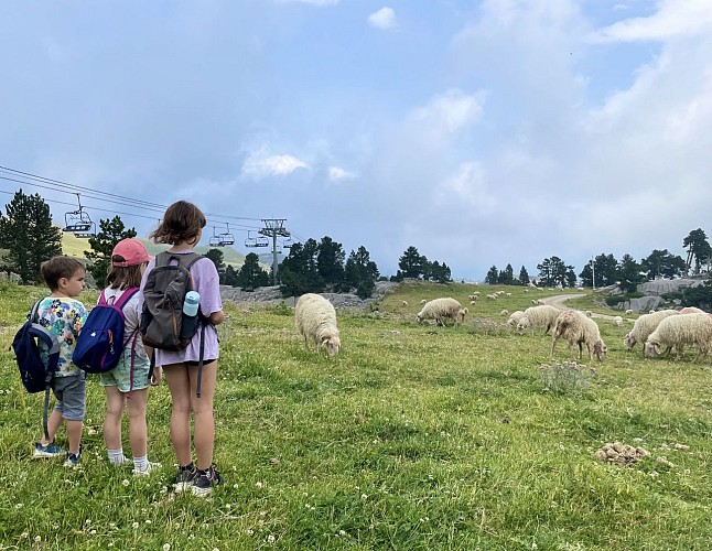 Découverte du pastoralisme à La Pierre Saint-Martin