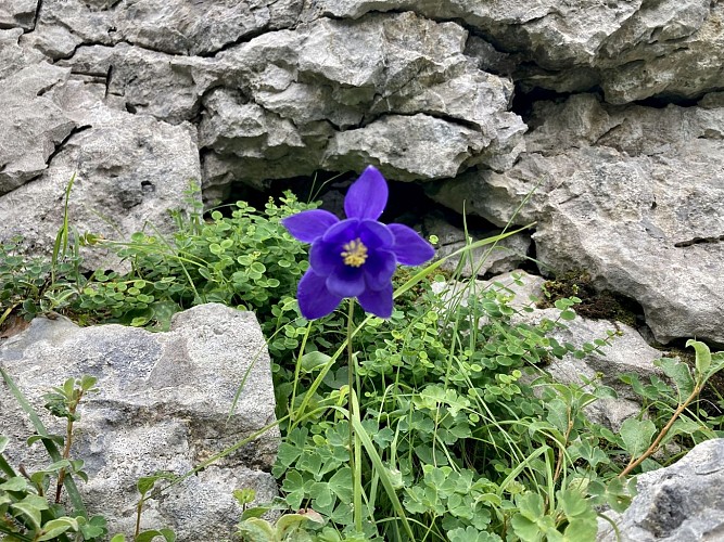 Observation de la flore à La Pierre Saint-Martin