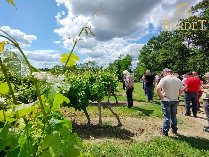 2025 - BOUR - Domaine de Berdet - Vignes - ©Domaine du Berdet