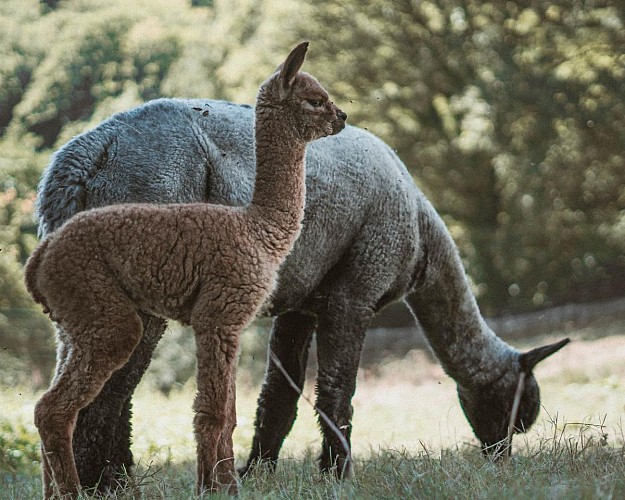 Gîte des alpagas