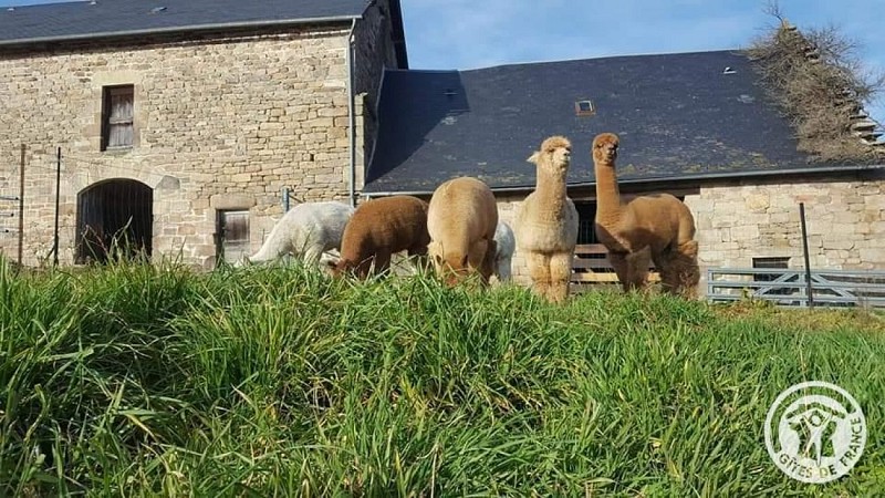 Gîte des alpagas