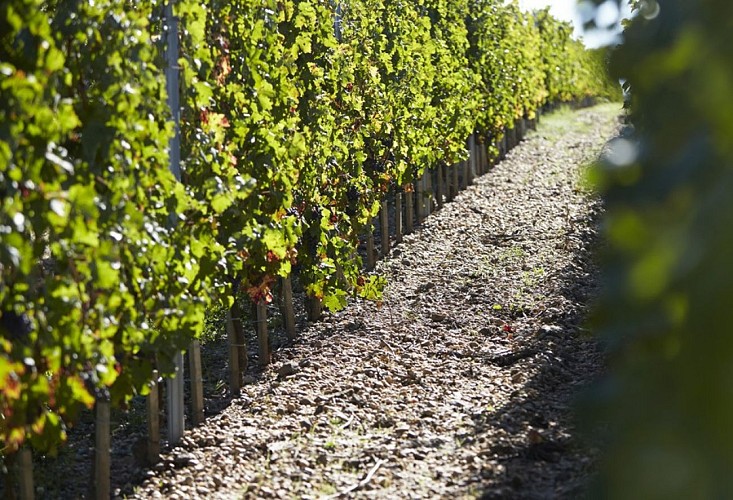 Chateau_Clare_Graves_Vignes_Vignobles_Delor-952x650