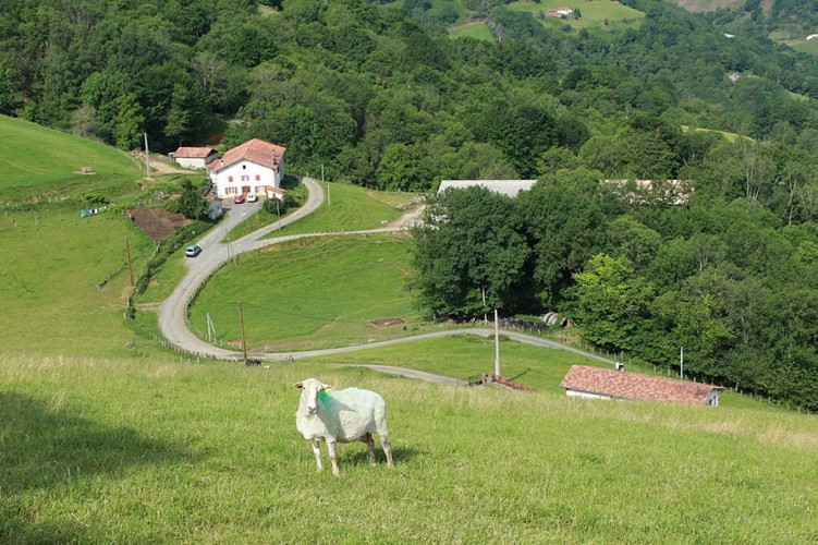 gaec ohako vue banca