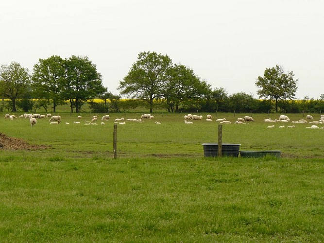 Ferme la petite forêt à Montoire-sur-le Loir