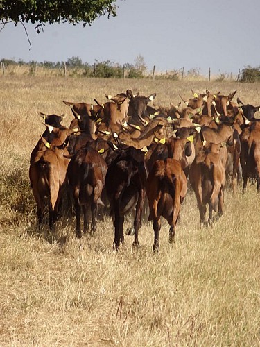 Ferme la petite forêt à Montoire-sur-le Loir