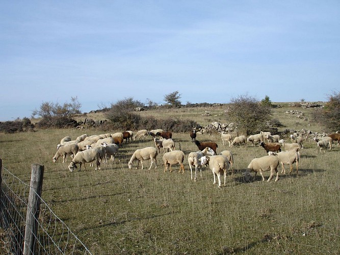 Moutons sur la Can de Ferrières