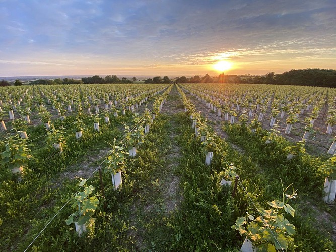 Domaine du Buisson