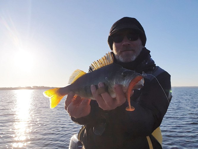 perch 37 sur swing fat 3.8 orange belly sanguinet 8 (2) ECLAIRCIE