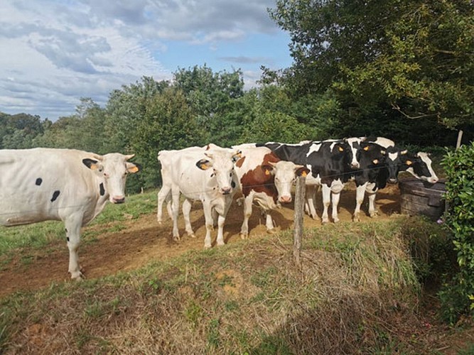 Ferme de Lorthe - Vaches à lait