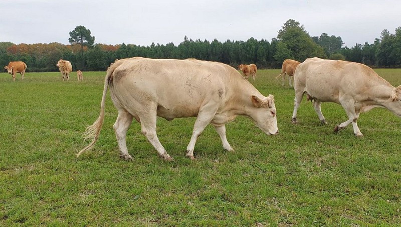 ferme de Lorthe - Boeufs