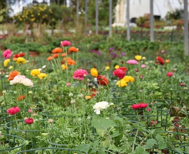 Ferme de Lorthe - fleurs sous serre