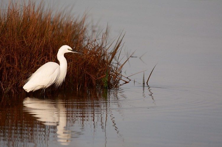 Aigrette ©Jérôme.Marti Noguere - Copie