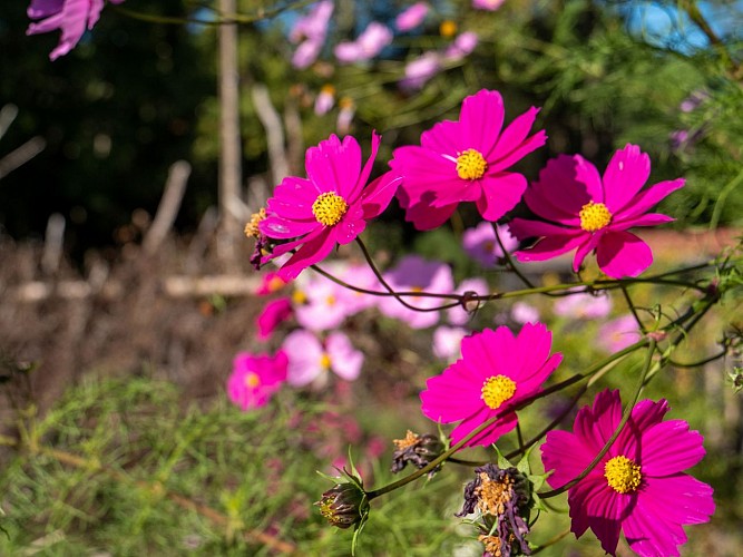 Lacanau Moutchic Inn (7)